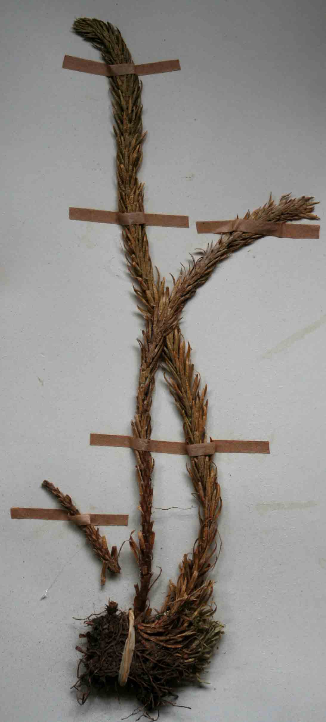 Huperzia saururus
