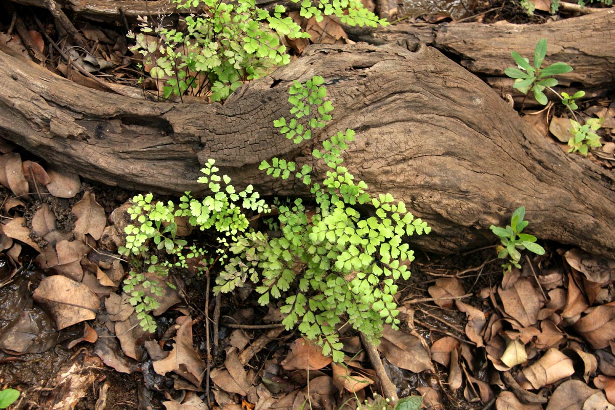 Adiantum capillus-veneris Adiantum capillus-veneris