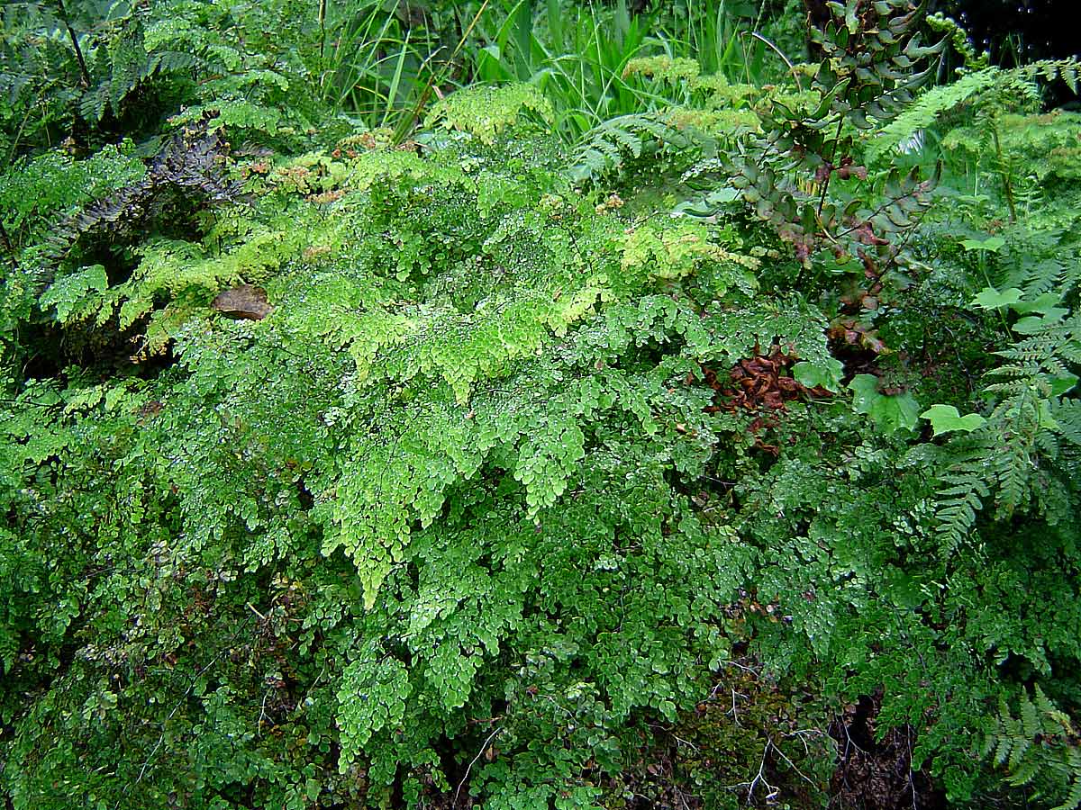 Adiantum raddianum