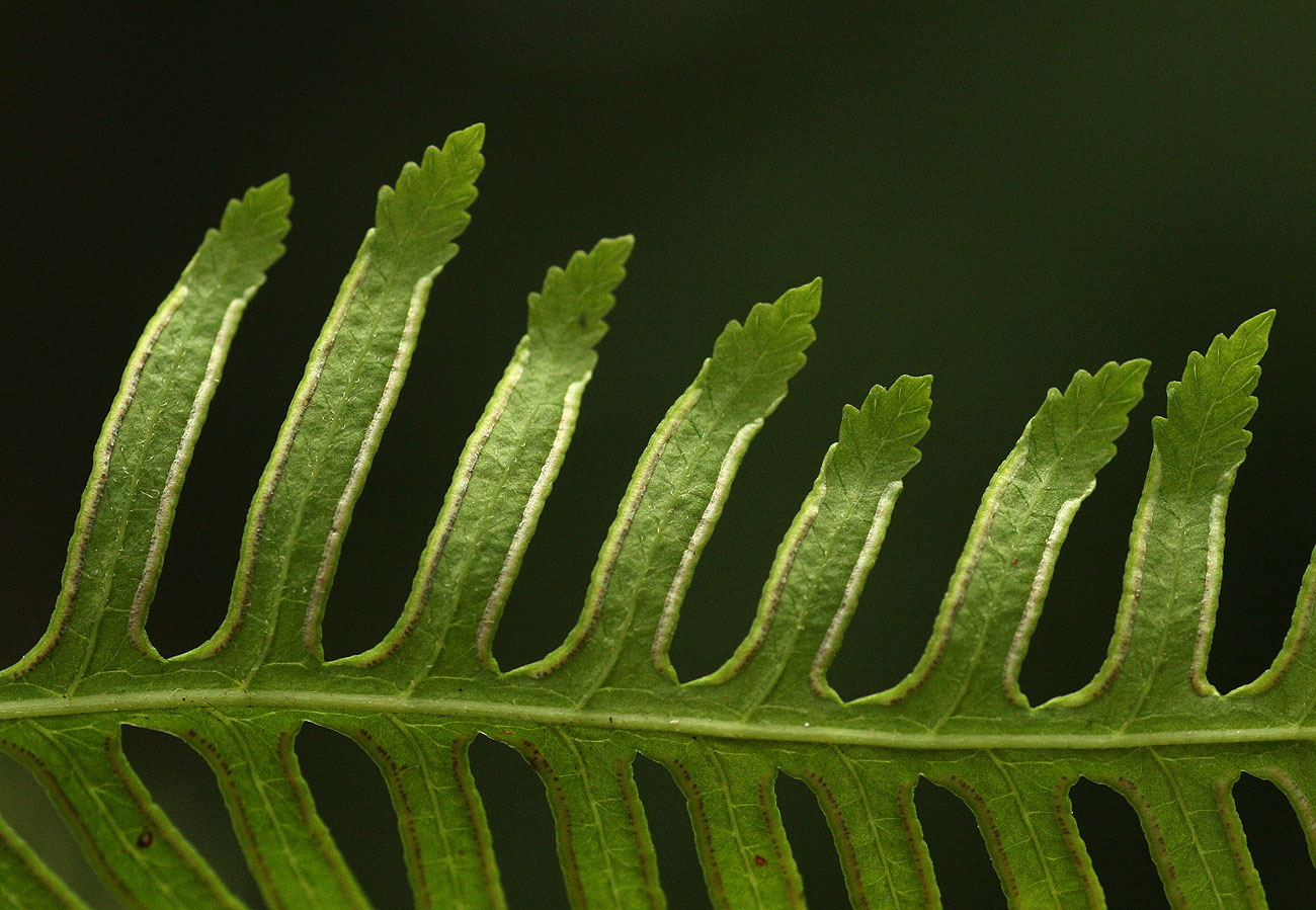 Pteris buchananii