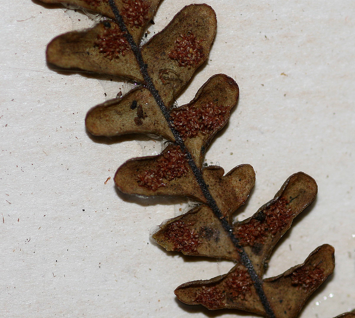 Melpomene flabelliformis