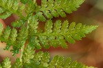 Athyrium schimperi