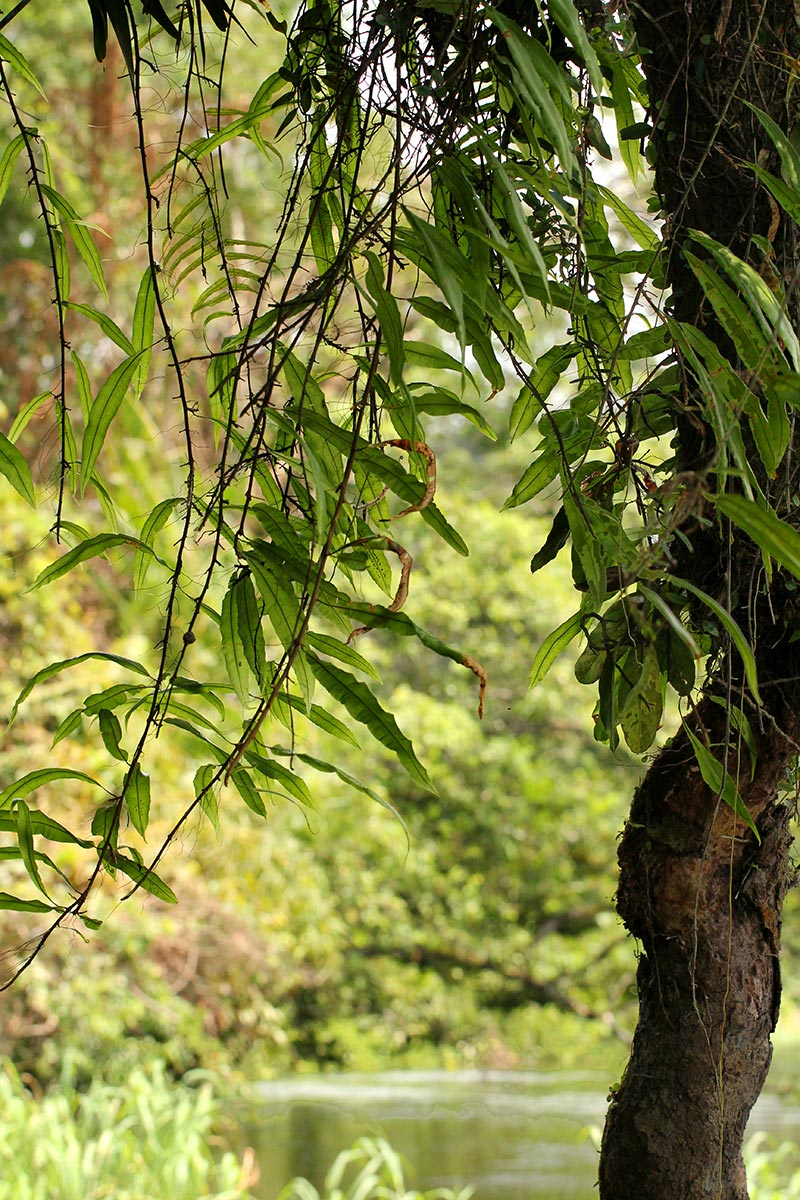 Oleandra distenta