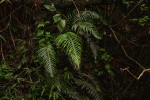Blechnum attenuatum