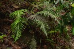 Blechnum attenuatum