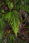 Blechnum attenuatum