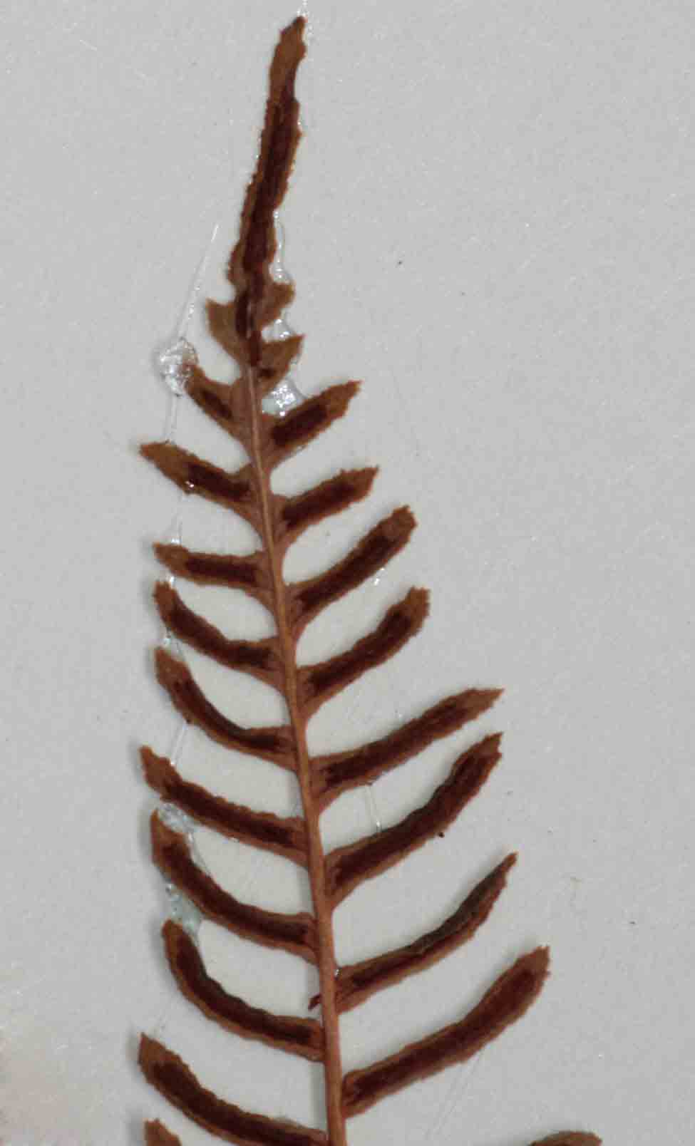 Blechnum punctulatum var. punctulatum