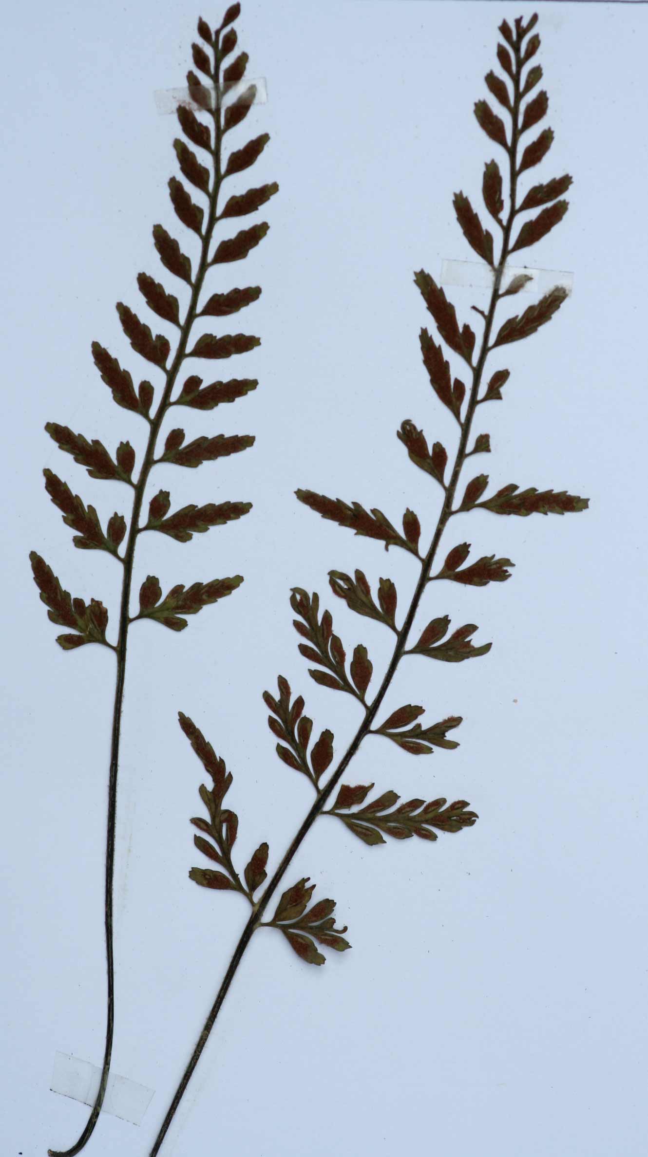 Asplenium sulcatum