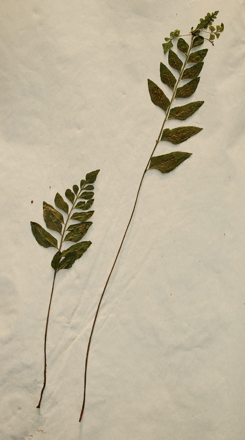 Asplenium mossambicense