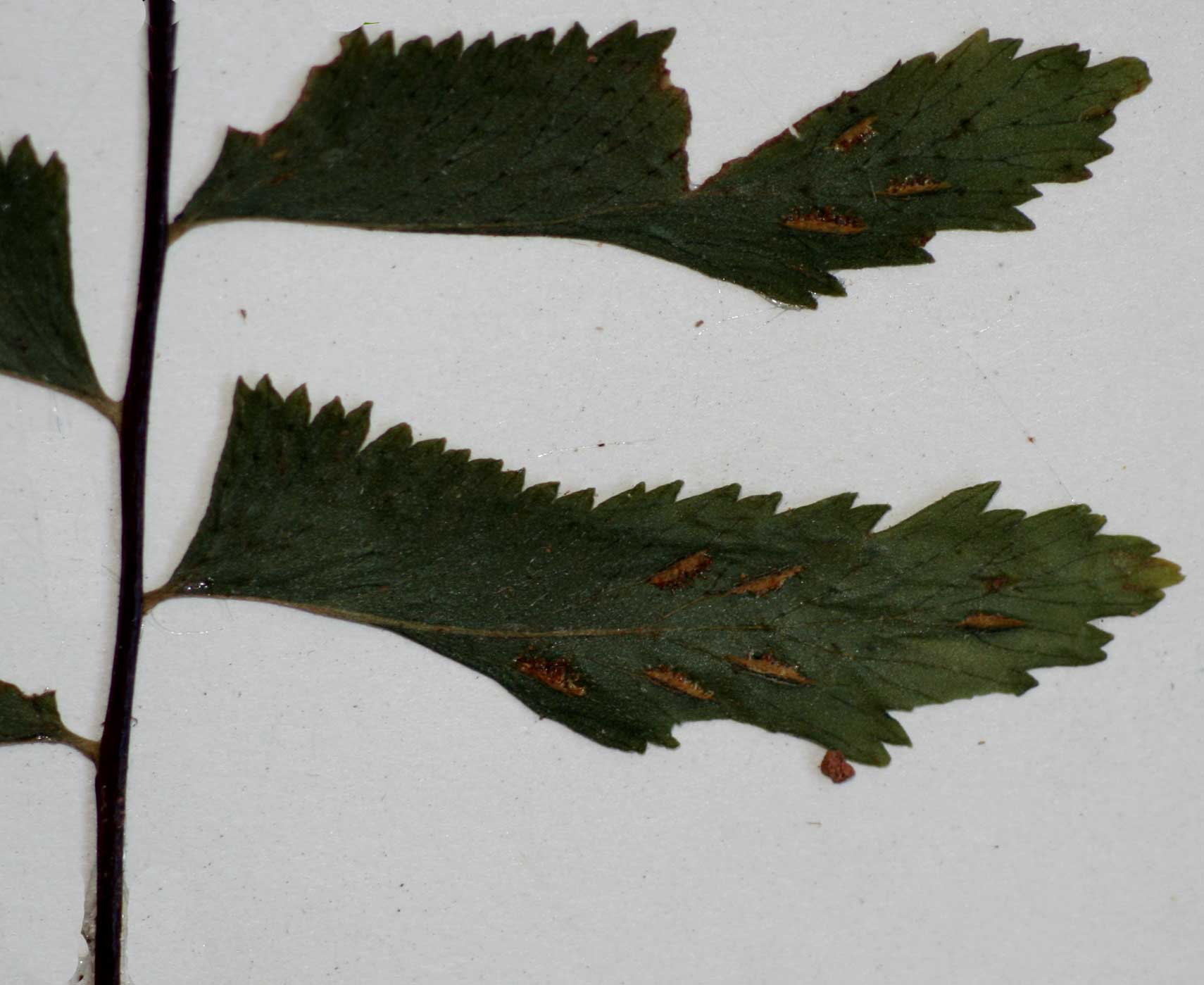 Asplenium unilaterale