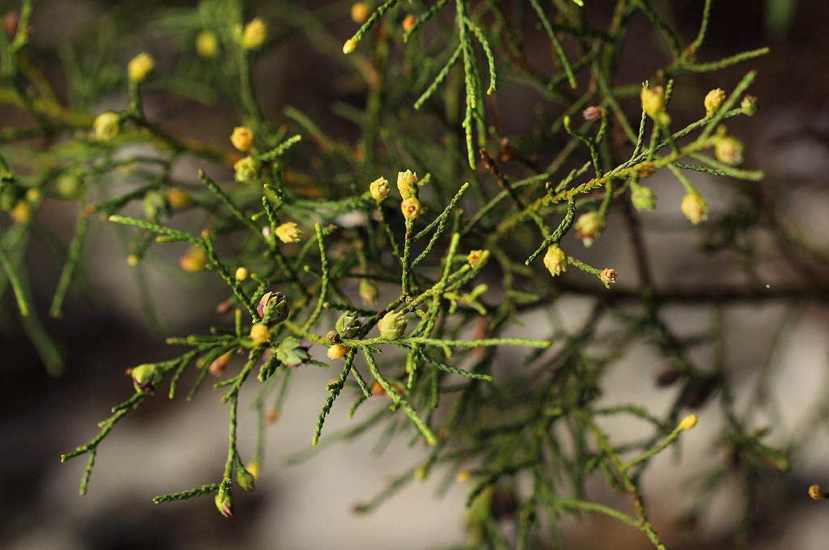 Widdringtonia nodiflora