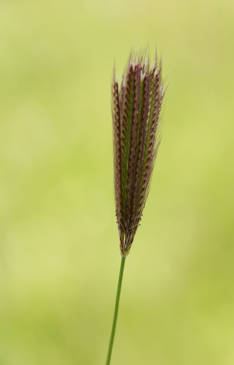 Chloris virgata Chloris virgata