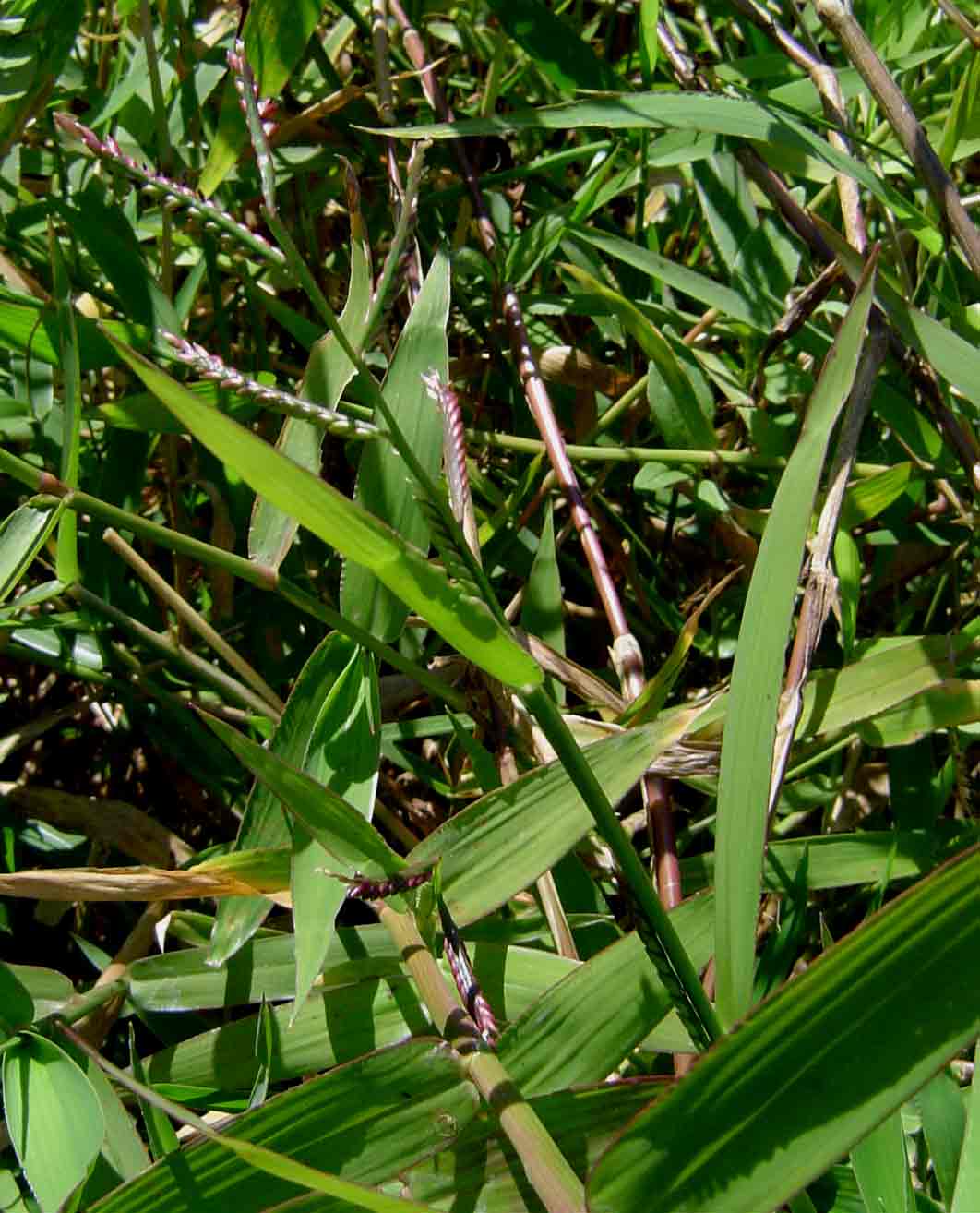 Brachiaria arrecta