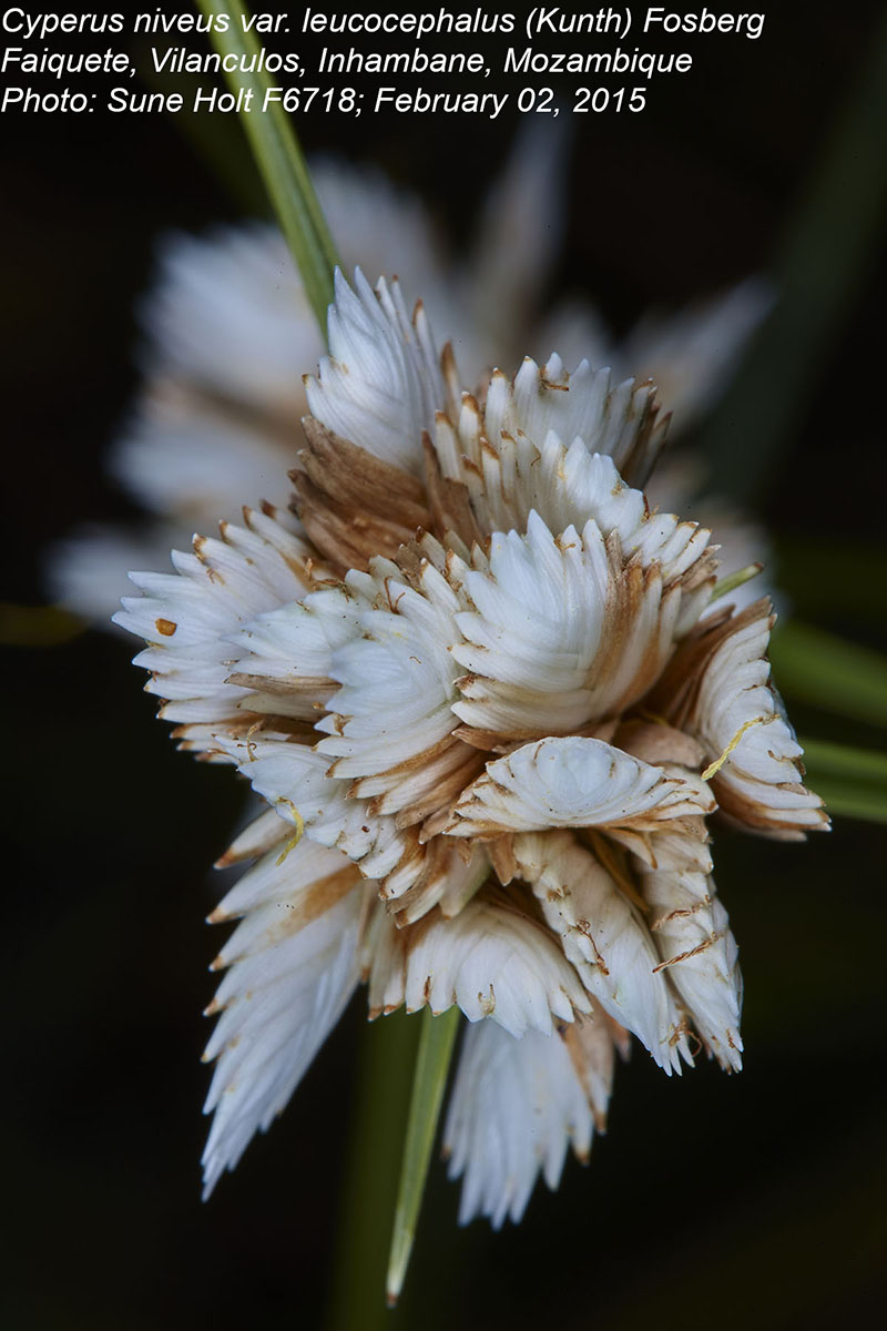 Cyperus obtusiflorus var. obtusiflorus