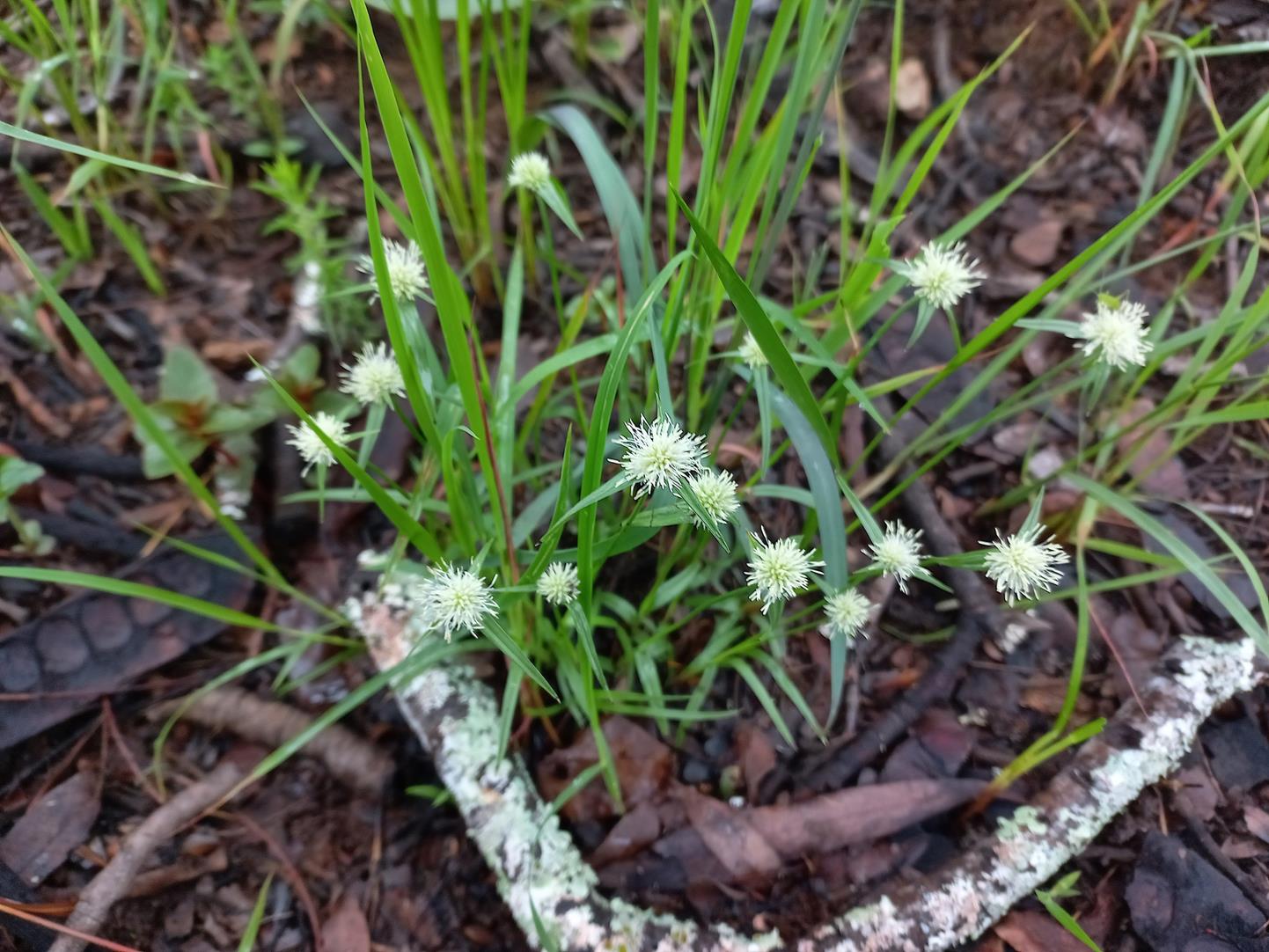 Cyperus pulchellus