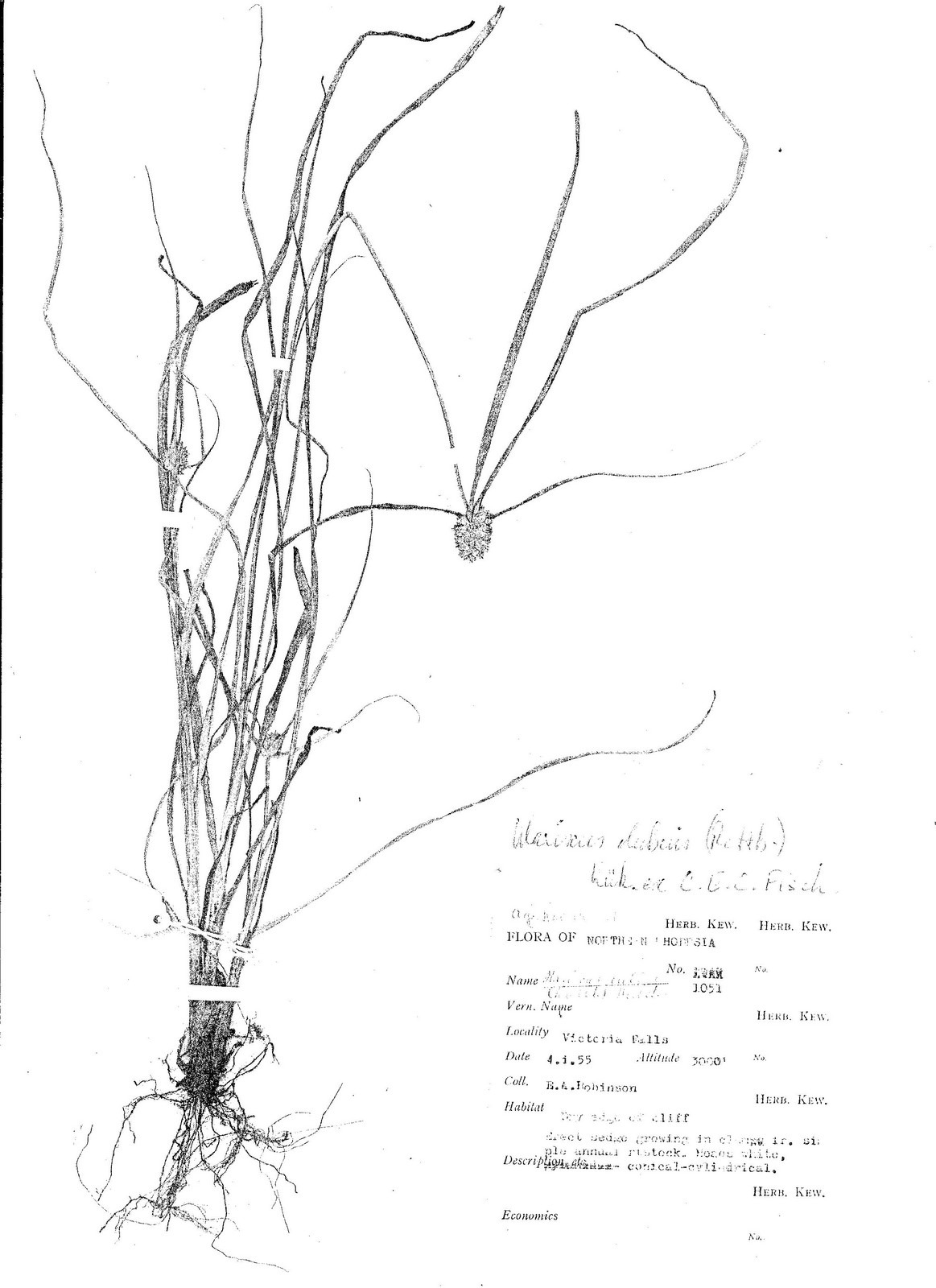 Cyperus dubius var. dubius