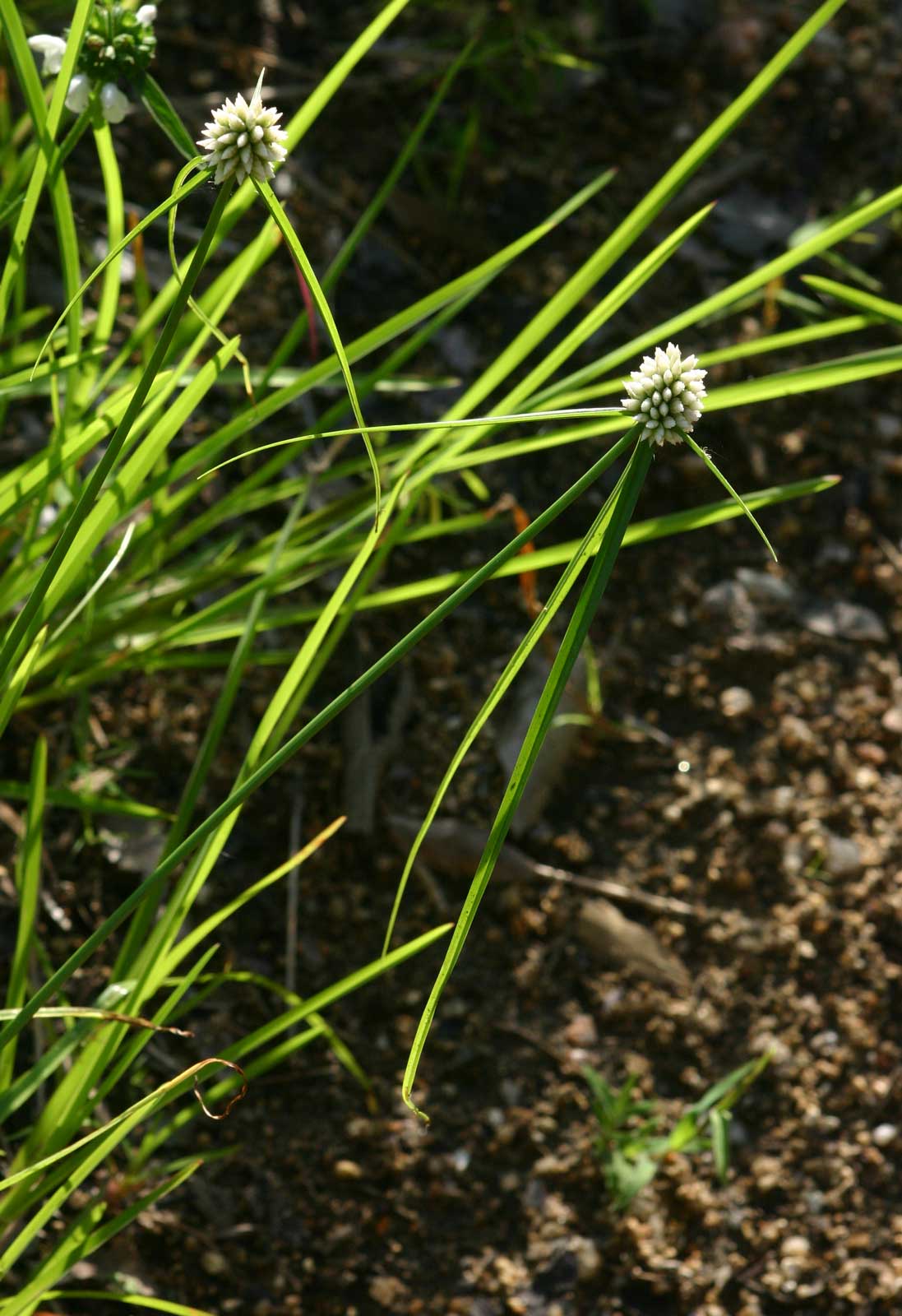 Cyperus dubius var. dubius