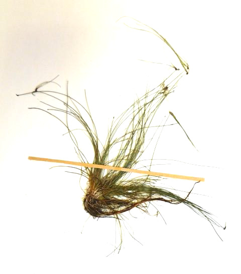 Eleocharis atropurpurea