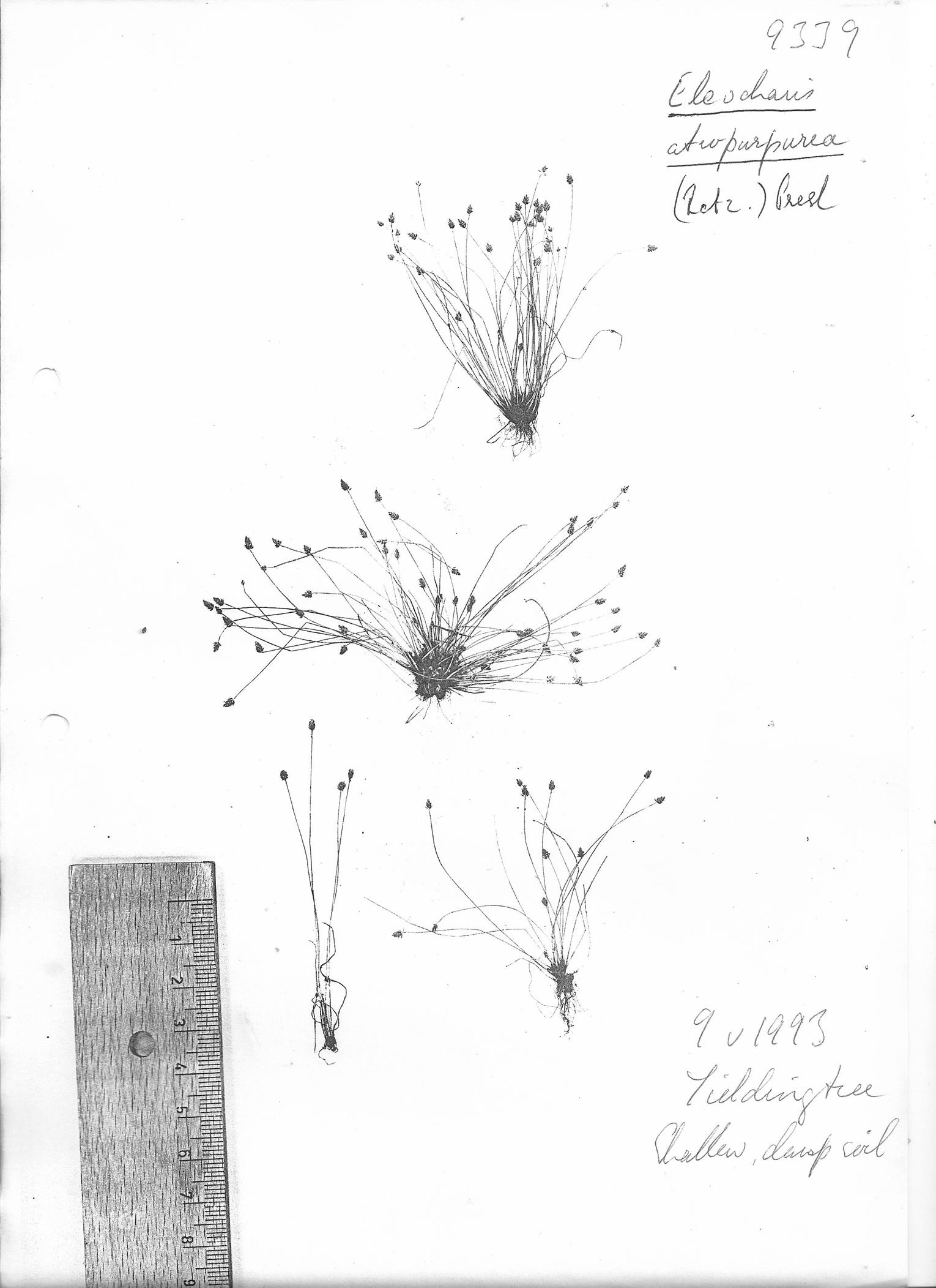 Eleocharis atropurpurea Eleocharis atropurpurea