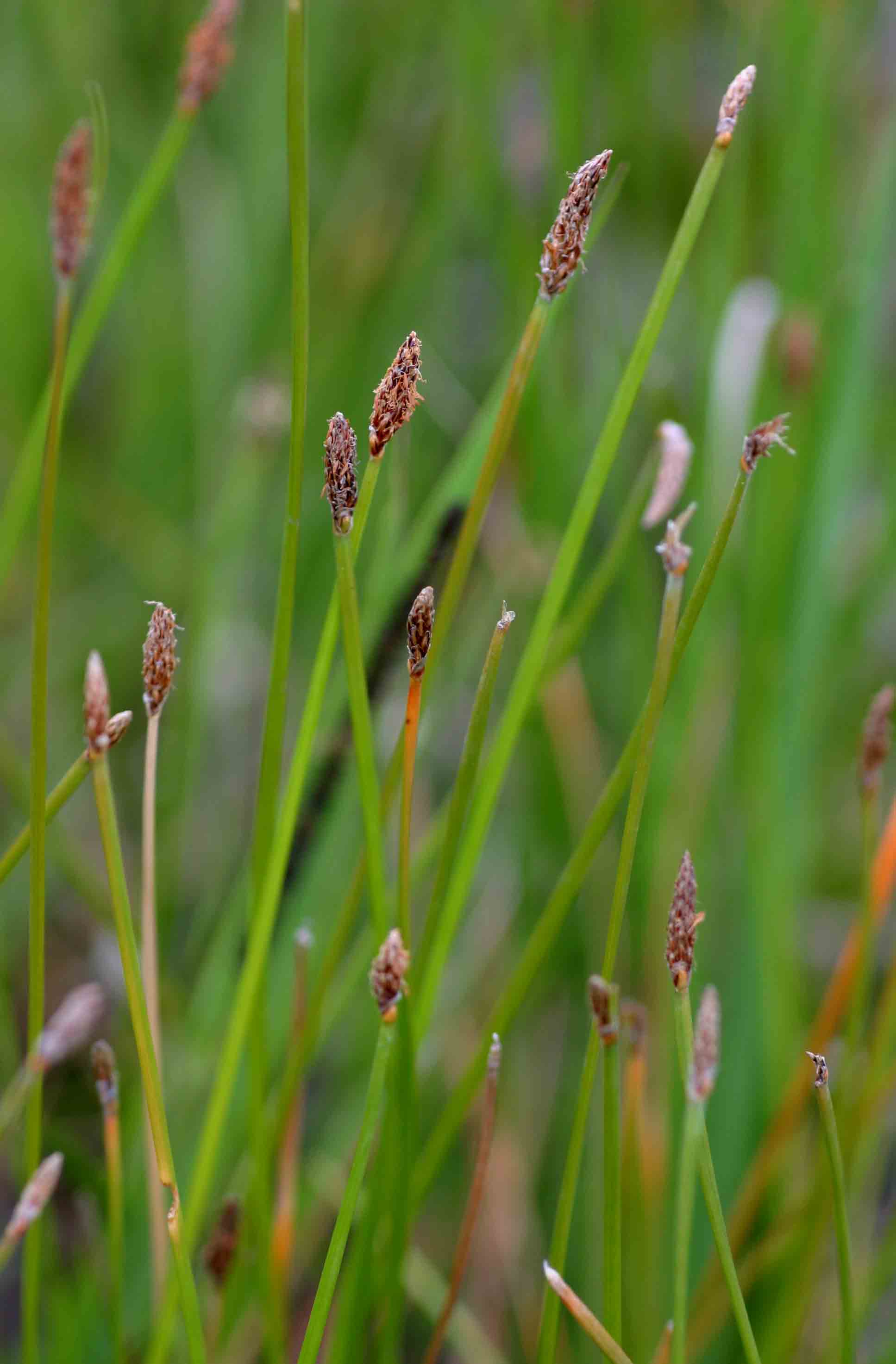 Eleocharis marginulata