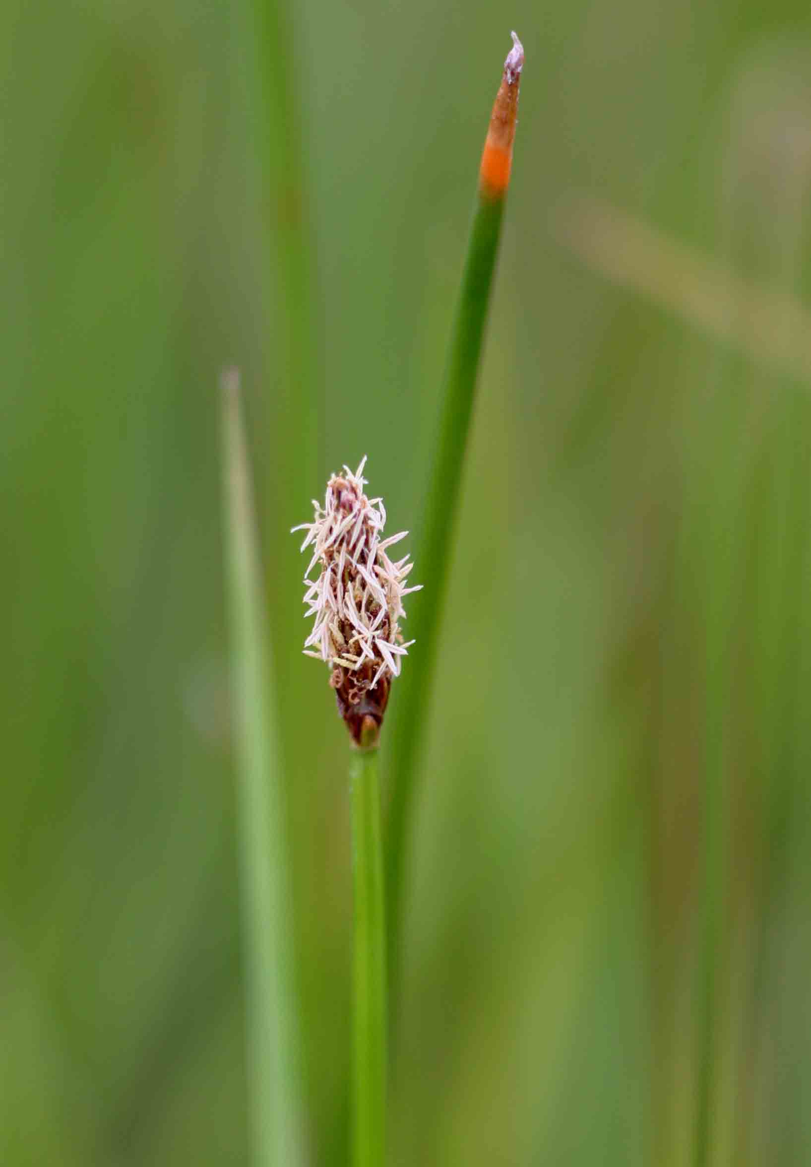 Eleocharis marginulata