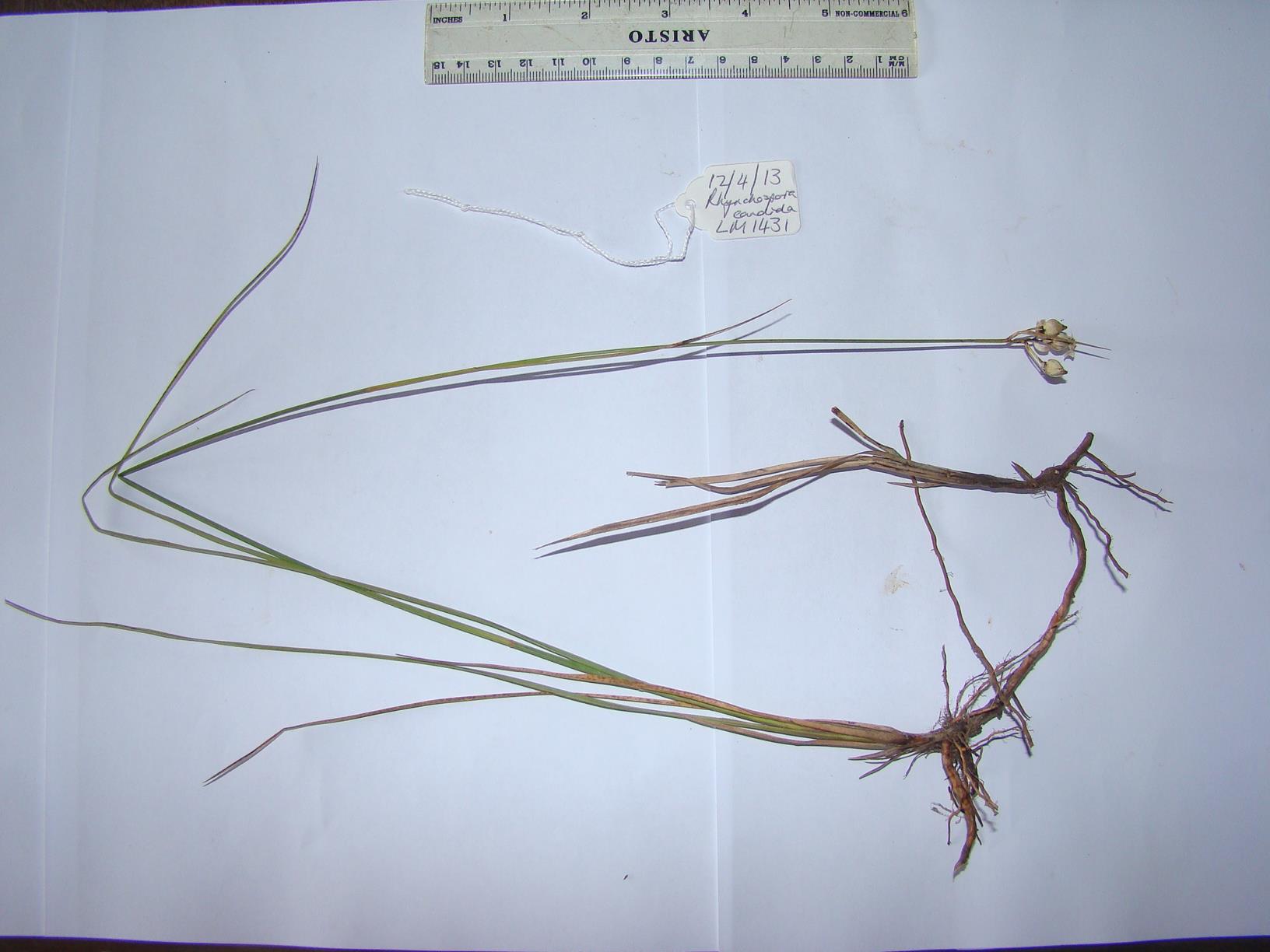 Rhynchospora candida