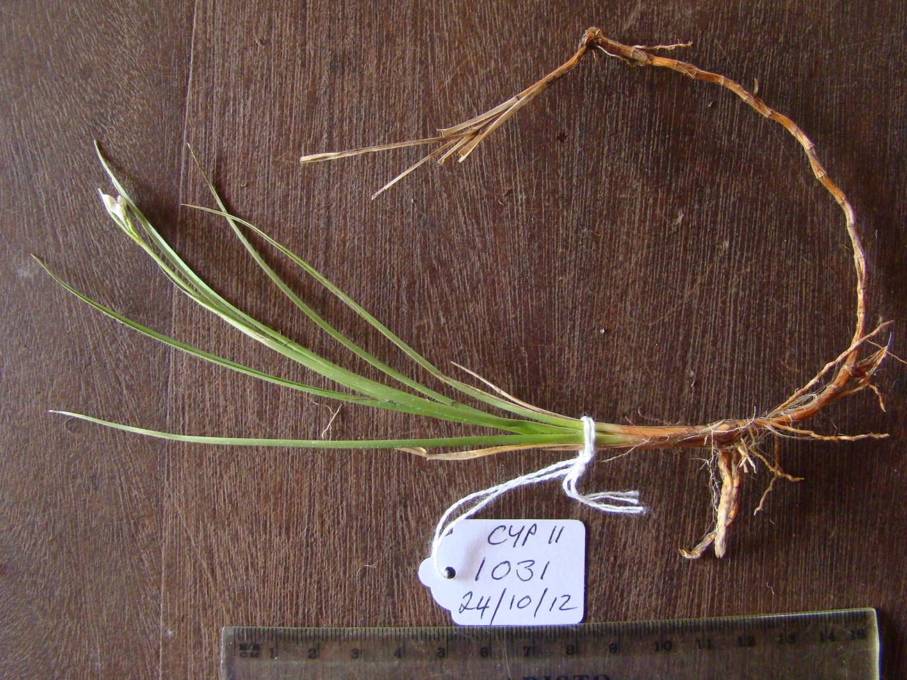 Rhynchospora candida