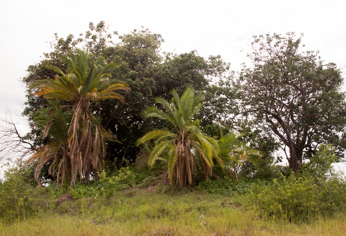 Phoenix reclinata Phoenix reclinata