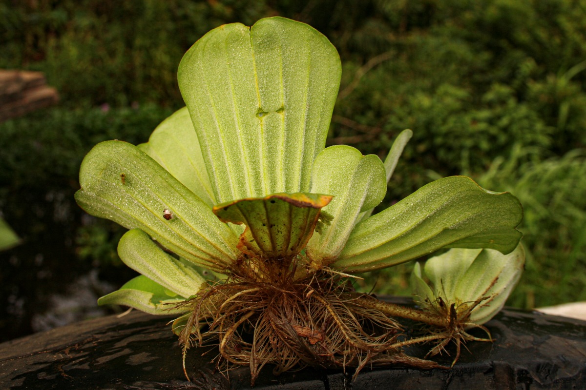 Pistia stratiotes
