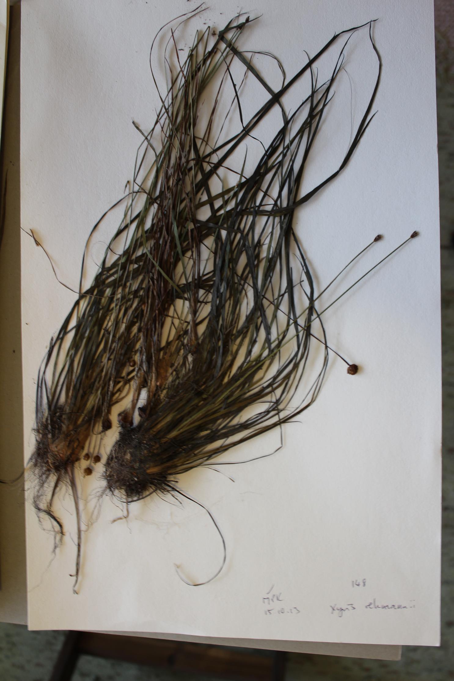 Xyris rehmannii