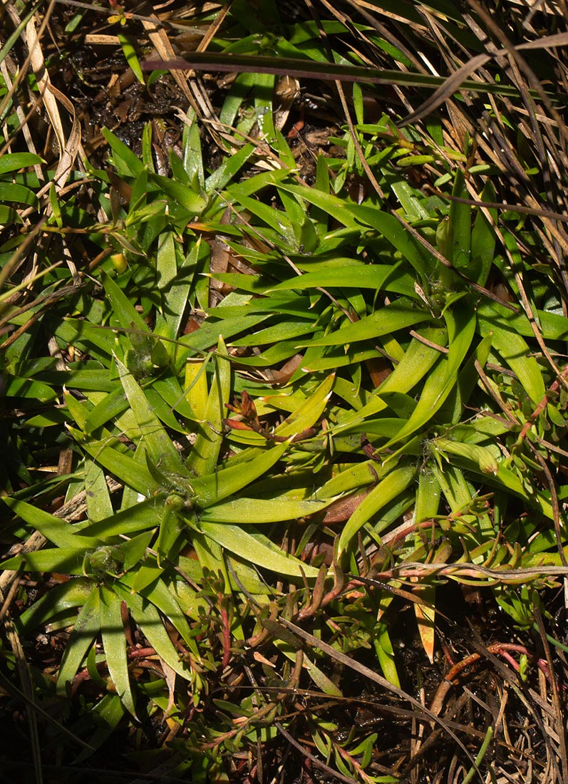 Eriocaulon pictum