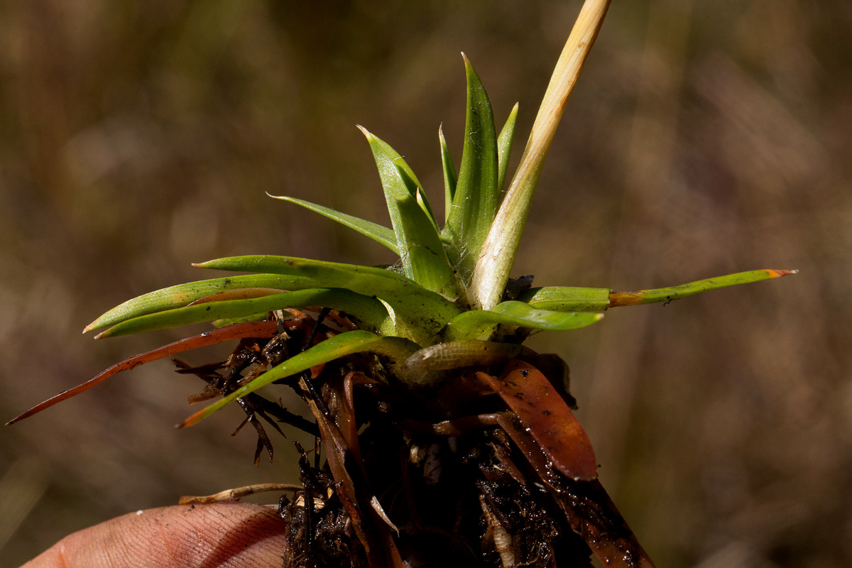 Eriocaulon pictum