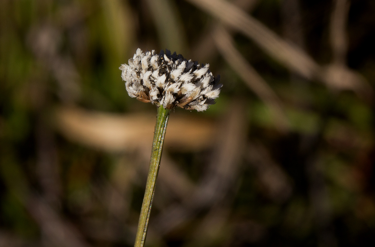 Eriocaulon pictum
