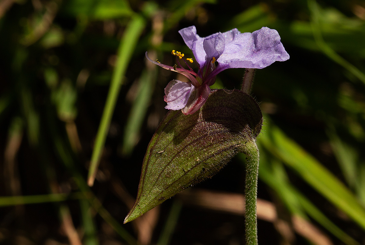 Commelina schweinfurthii subsp. ceciliae