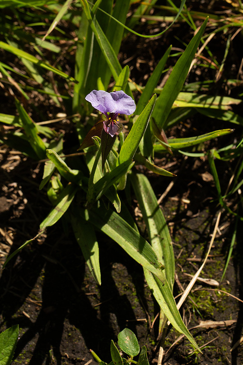 Commelina schweinfurthii subsp. ceciliae