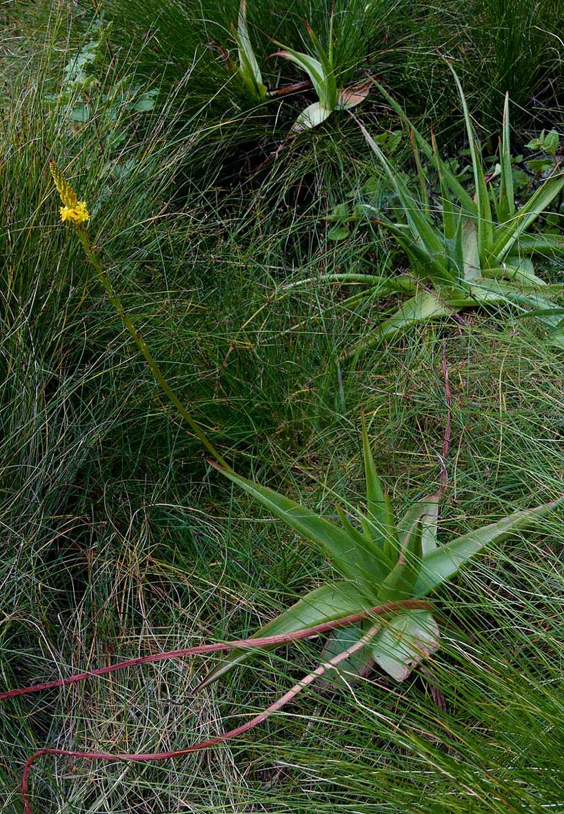 Bulbine latifolia