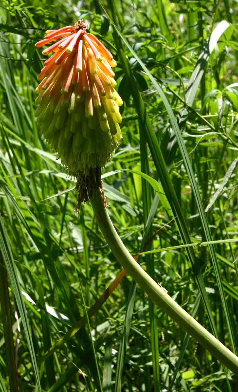 Kniphofia linearifolia