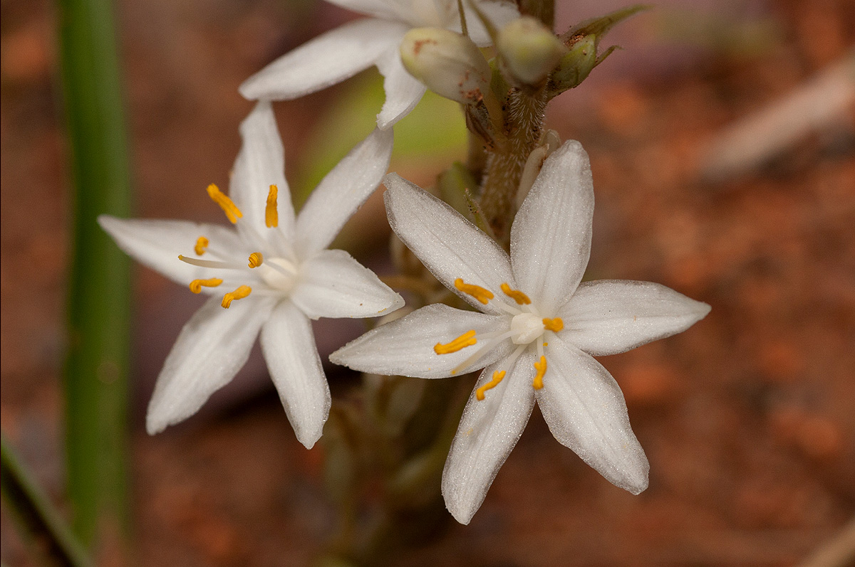 Chlorophytum affine var. curviscapum
