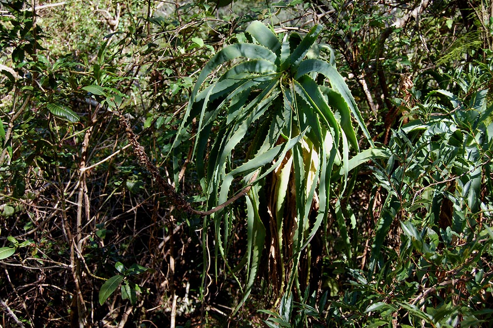 Aloe arborescens Aloe arborescens