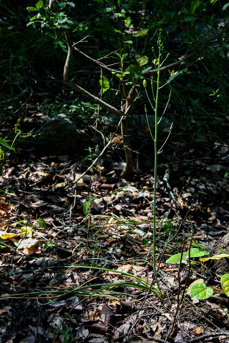Albuca kirkii Albuca kirkii