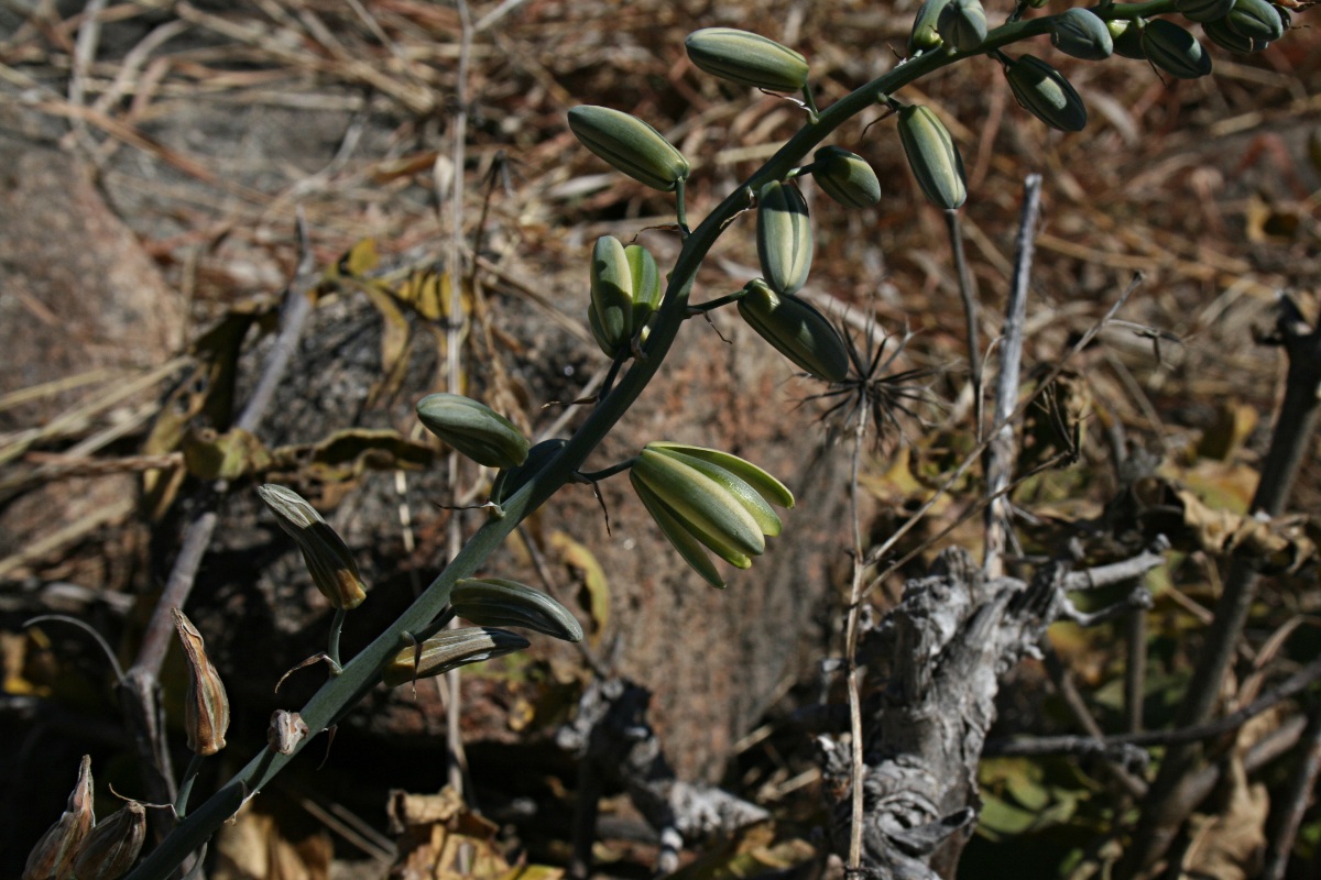 Albuca abyssinica Albuca abyssinica