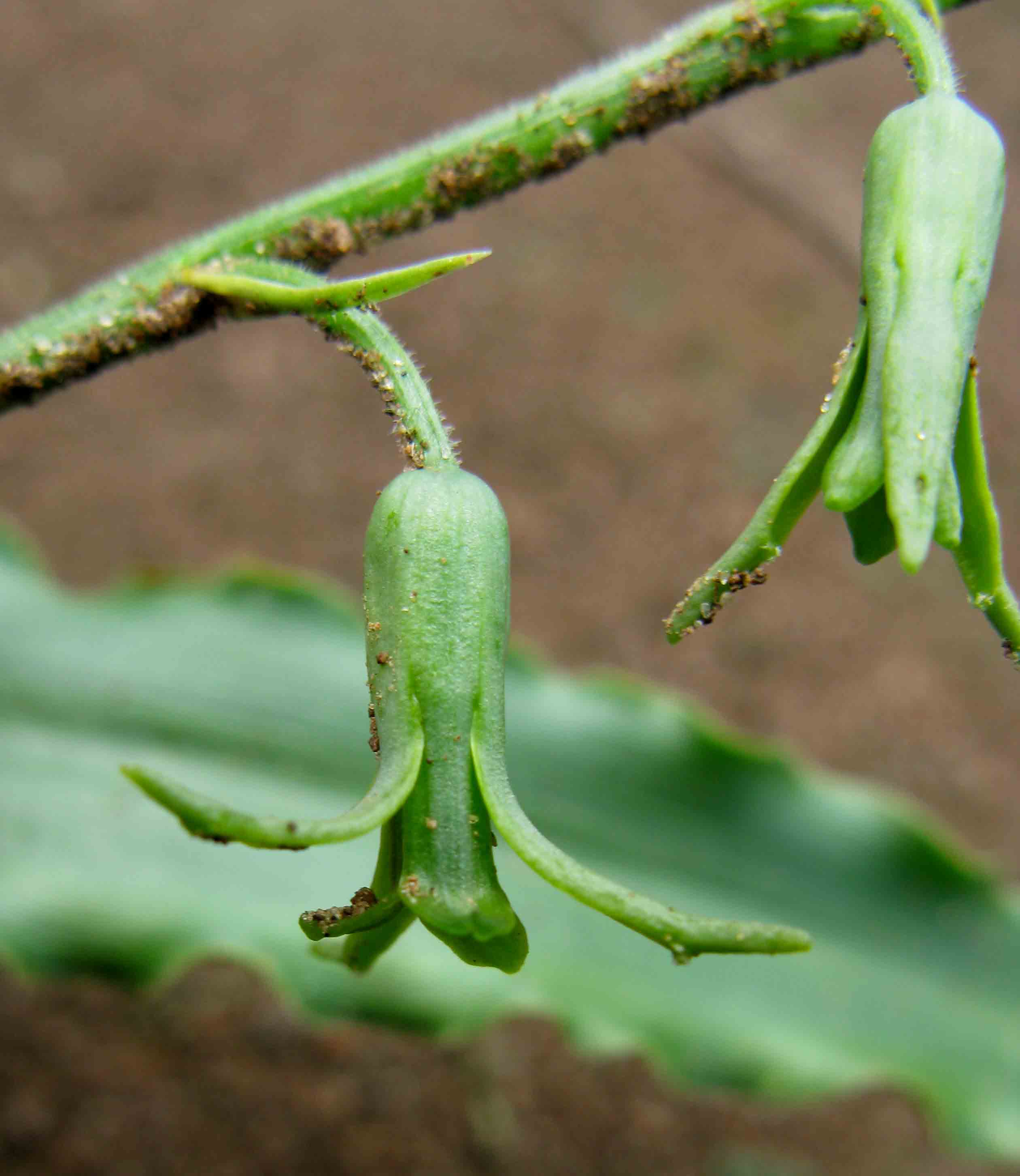 Dipcadi platyphyllum