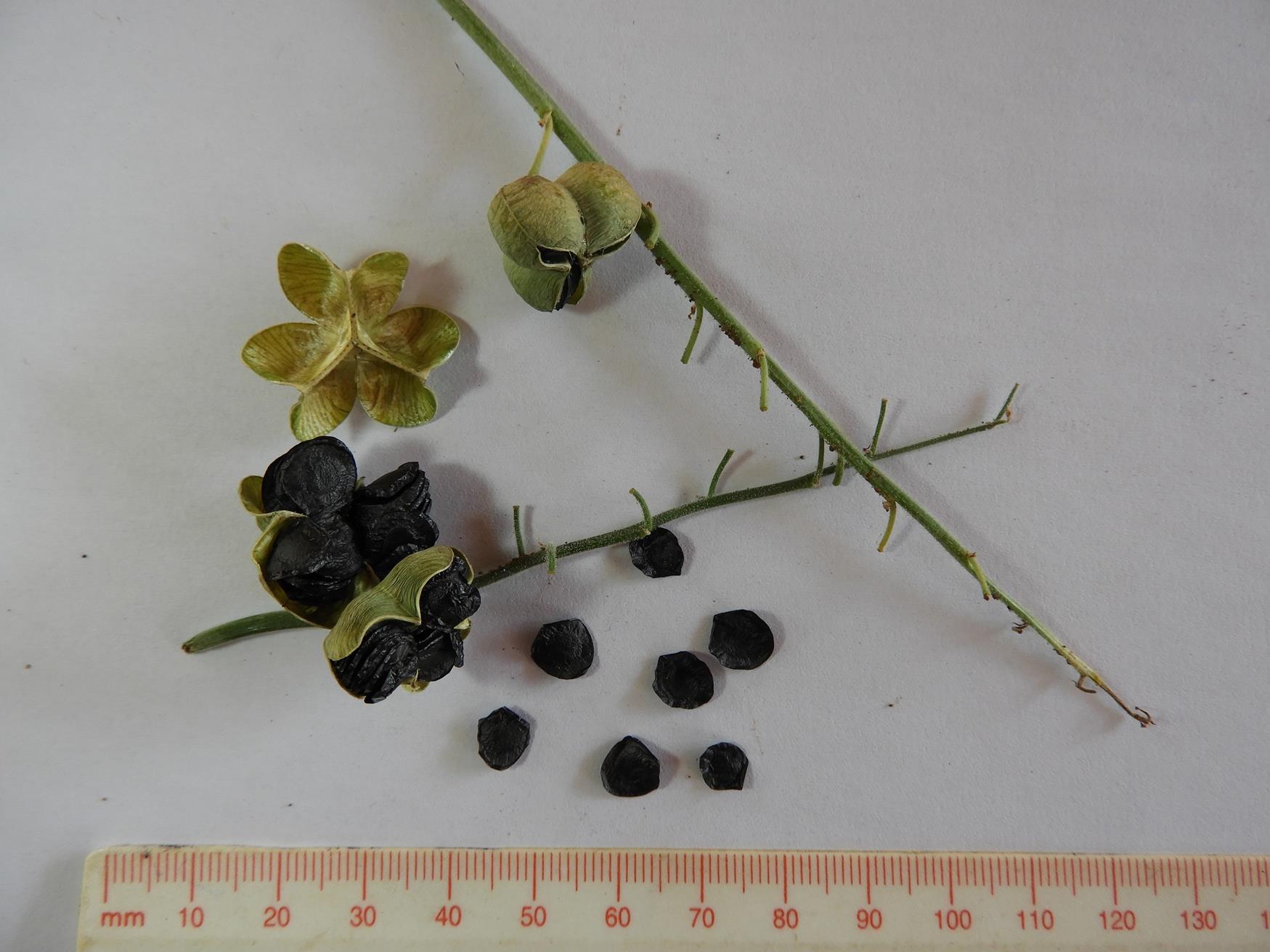 Dipcadi platyphyllum