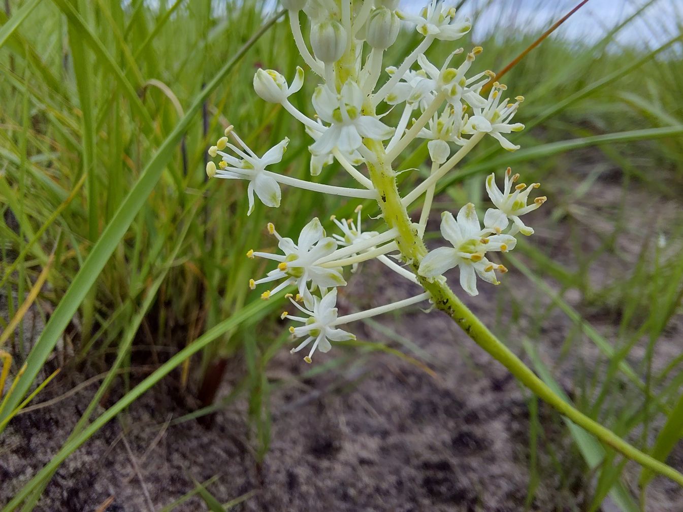 Schizocarphus nervosus Schizocarphus nervosus
