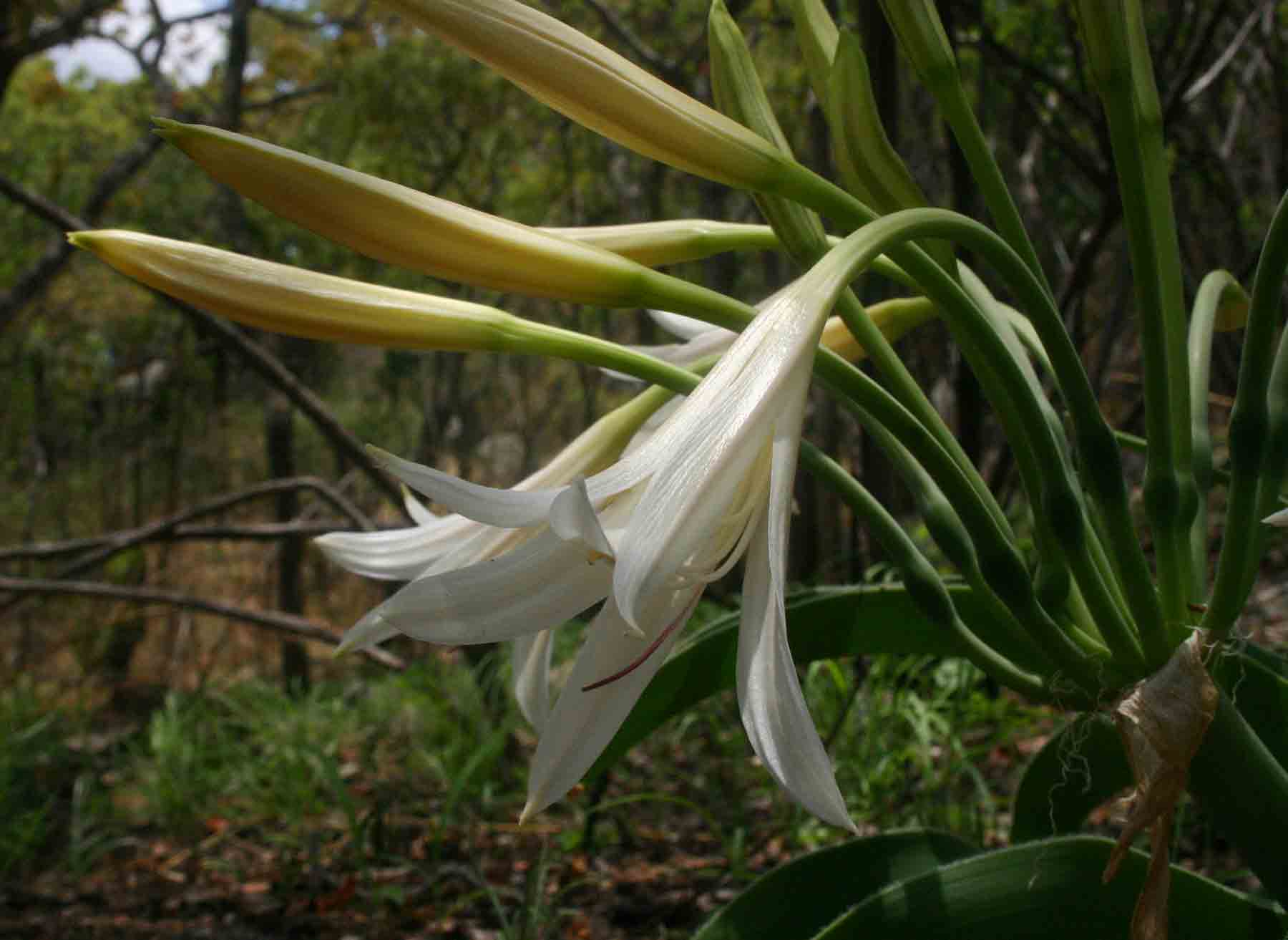 Crinum crassicaule