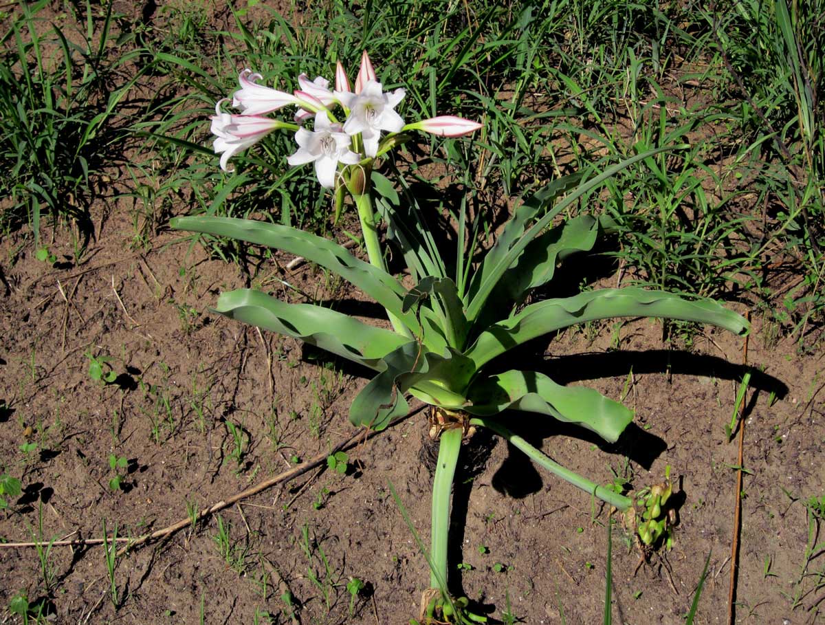 Crinum macowanii