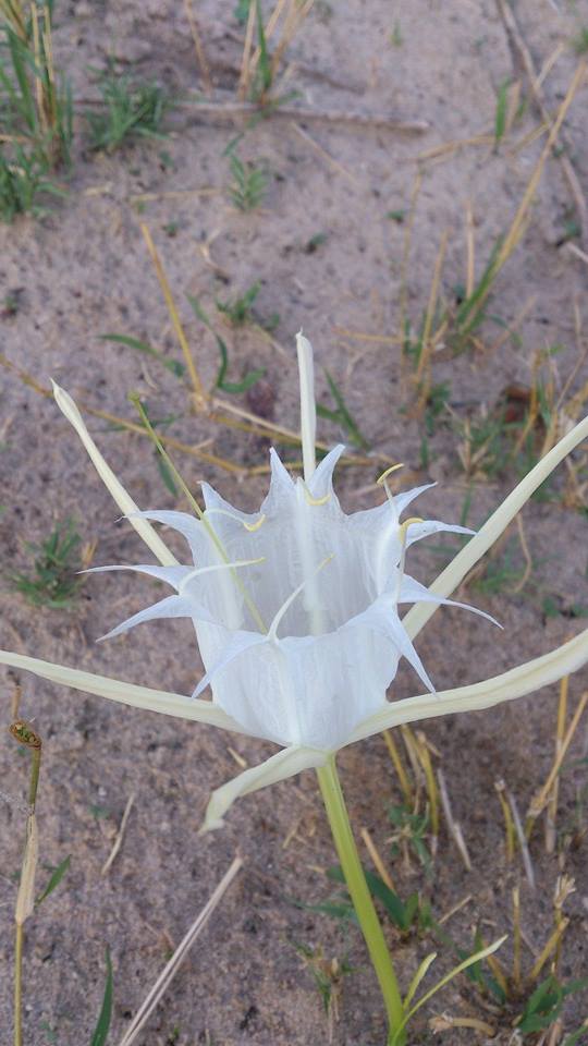 Pancratium tenuifolium