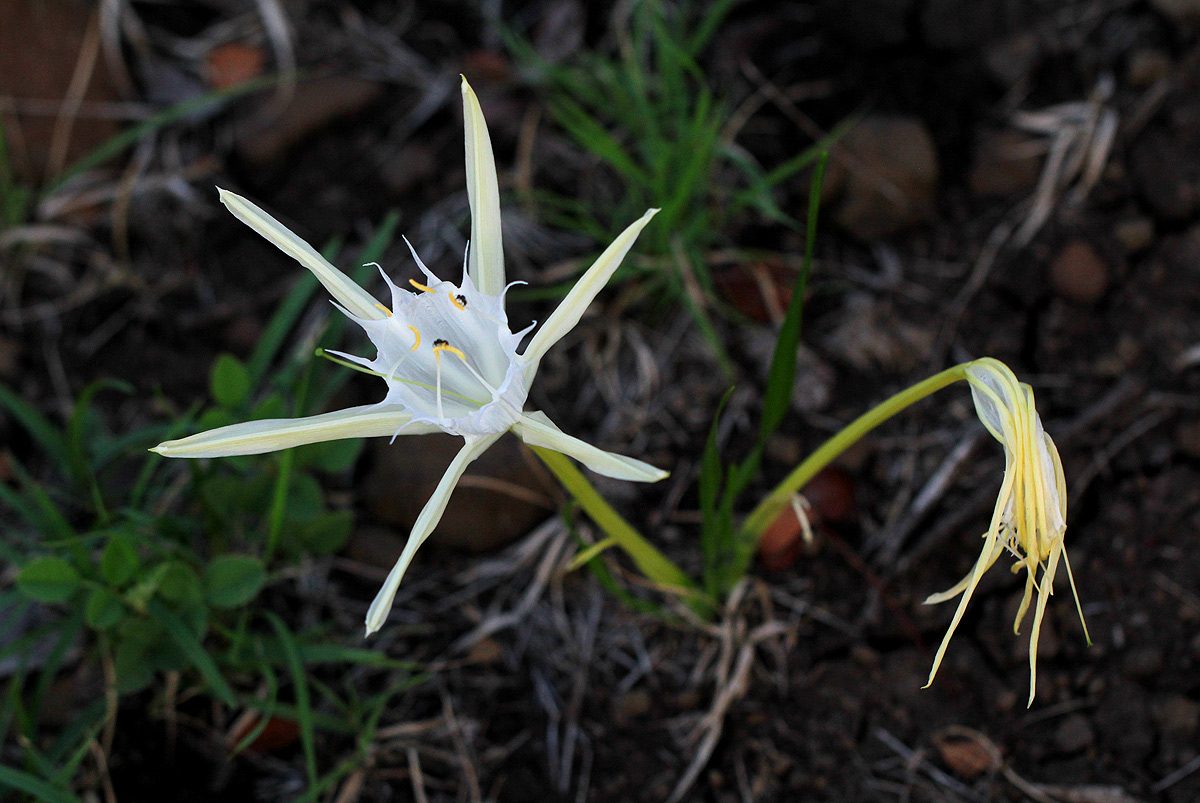 Pancratium tenuifolium Pancratium tenuifolium