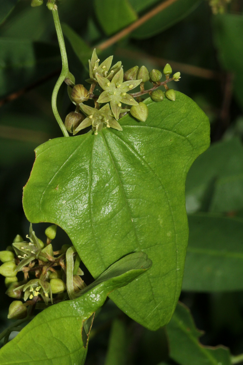 Dioscorea buchananii subsp. buchananii