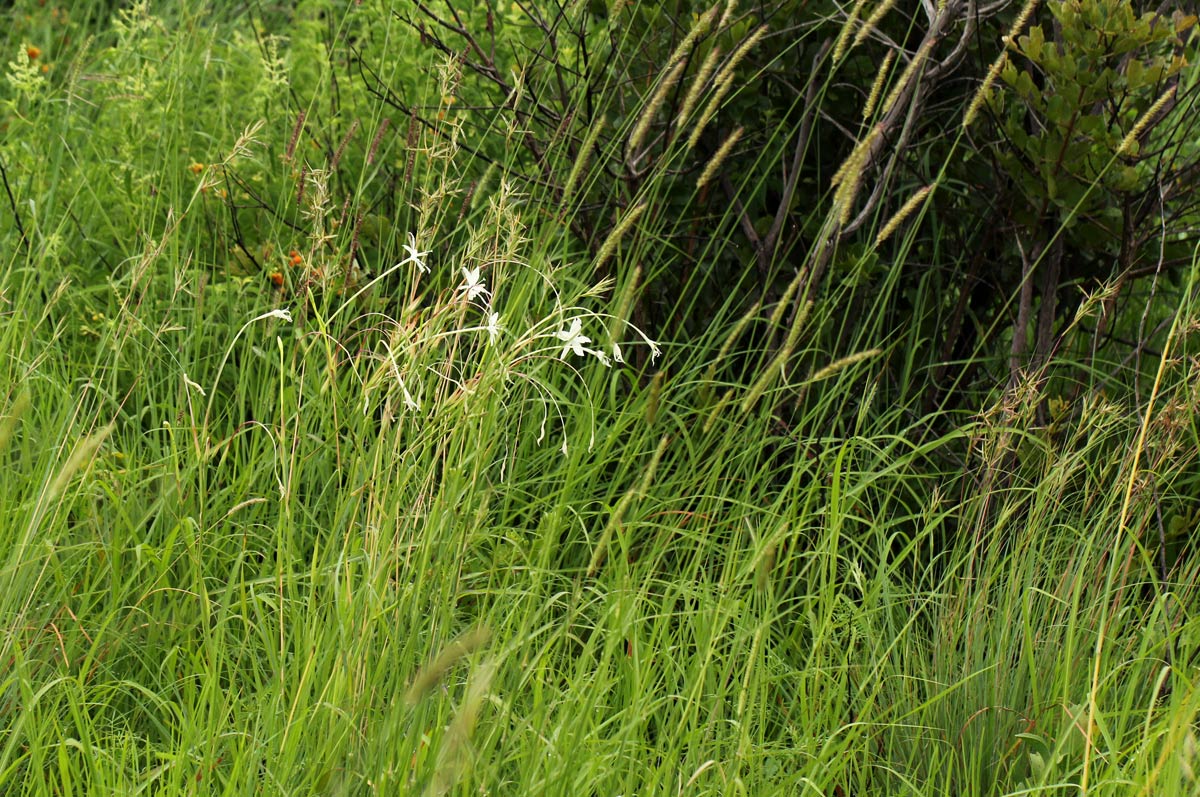 Afrosolen schimperi